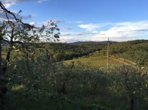 Degustazione Natural Sansation con passeggiata guidata in vigneto e oliveto